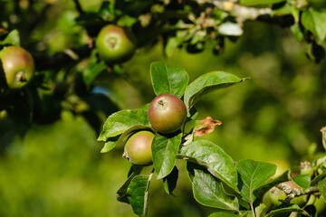 Obstanbau: Reifende Äpfel an einem Apfelbaum im Sommer vor einem natürlichen Hintergrund