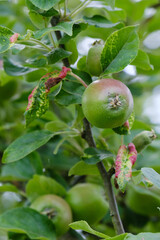 Hochformat: Unreife grüne Äpfel an einem Apfelbaum im Sommer (Obst / Obstanbau)
