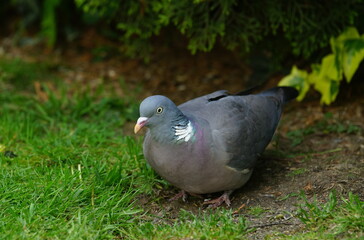 pigeon on the grass