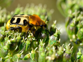 Macro bee beetle (Trichius fasciatus) on plant   