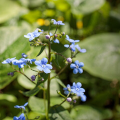 Brunnera macrophylla, the Siberian bugloss, great forget-me-not, largeleaf brunnera or heartleaf, is a species of flowering plant in the family Boraginaceae,