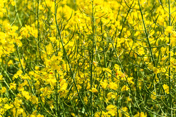 Kiel, Mai/Juni Gelbe Rapsfelder in voller Blüte, in Schleswig-Holstein im Mai/Juni prägen sie die Landschaft
