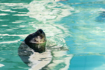 Sealpup