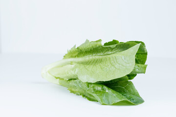 白い背景にロメインレタス