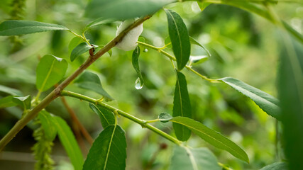 Aphrophoridae on a branch near the river. Closeup of the foam nest of a larvae