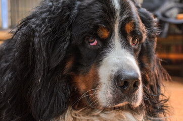 Head of a dog with sad eyes of the Bernese Mountain Dog breed