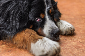 Head of a dog with sad eyes of the Bernese Mountain Dog breed