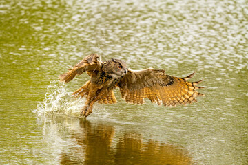 Detailed close up of a wild eagle owl. The bird of prey flies with outspread wings just above the water of a lake. Grabs the prey with its paws. Reflection in green water. Water splashed high