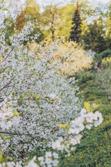 View Of Cherry Blossom Trees In Park