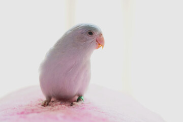 Forpus young bird (American White or dilute) standing on a pink carpet. With a white light background, it is the smallest parrot in the world.