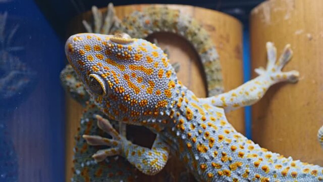 Exotic animals: Gecko put a leg on neighbor