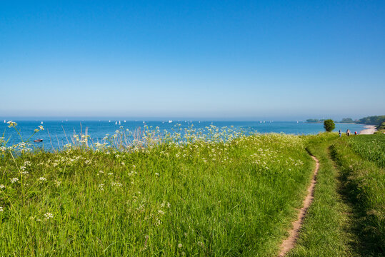 Steik&uuml;ste an der Ostsee bei B&uuml;lk an der Kieler F&ouml;rde zur Rapsbl&uuml;te im Mai/Juni