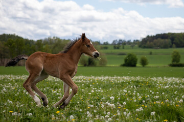 Fototapeta premium Young horse on meadow
