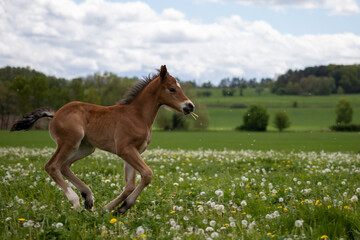 Obraz na płótnie Canvas Young horse on meadow