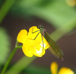 Close-up of a female banded demoiselle damselfly (Calopteryx splendens) sitting on a yellow buttercup (Ranunculus) beside a stream. The female is metallic green and has translucent wings with no band.