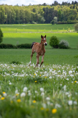 Young horse on meadow