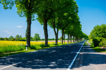 Kiel, Mai/Juni Gelbe Rapsfelder in voller Blüte, in Schleswig-Holstein im Mai/Juni prägen sie die...