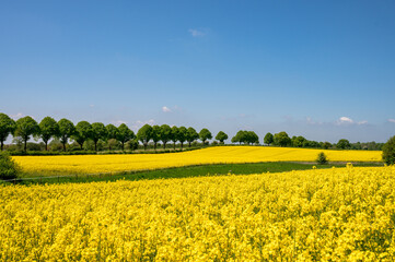 Kiel, Mai/Juni Gelbe Rapsfelder in voller Blüte, in Schleswig-Holstein im Mai/Juni prägen sie die Landschaft