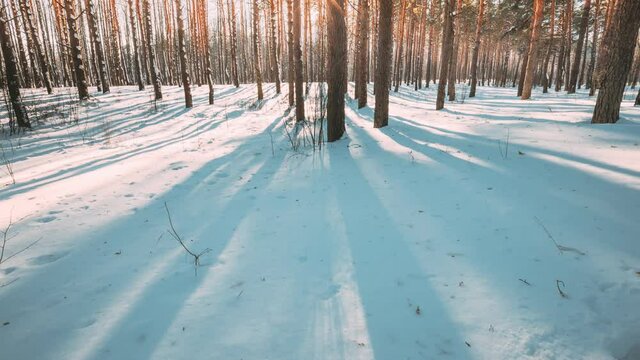 4K Beautiful Blue Shadows From Pines Trees In Motion On Winter Snowy Ground. Sunshine In Forest. Sunset Sunlight Shining Through Pine Greenwoods Woods Landscape. Snow Nature Time-Lapse Time Lapse