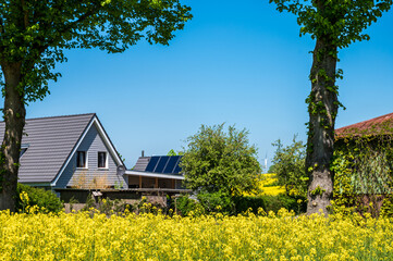 Fototapeta na wymiar Kiel, Mai/Juni Gelbe Rapsfelder in voller Blüte, in Schleswig-Holstein im Mai/Juni prägen sie die Landschaft