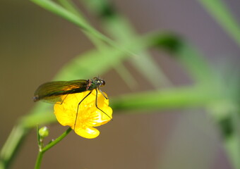 Close-up of a female banded demoiselle damselfly (Calopteryx splendens) sitting on a yellow buttercup (Ranunculus) beside a stream. The female is metallic green and has translucent wings with no band.