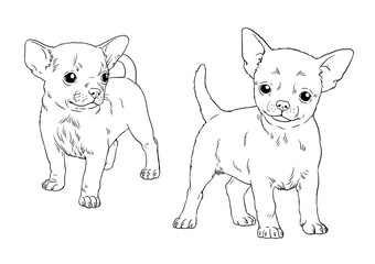 Obraz na płótnie Canvas Chihuahua puppy. Cute dogs puppies. Coloring template. Digital illustration. 