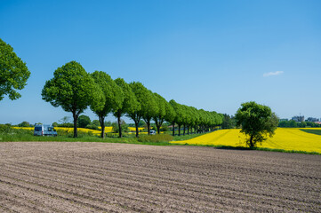 Kiel, Mai/Juni Gelbe Rapsfelder in voller Blüte, in Schleswig-Holstein im Mai/Juni prägen sie die...