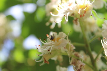 chestnut blossom
