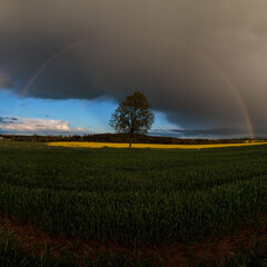 Naklejka premium rainbow over the fields