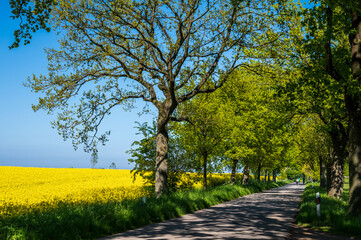 Ein Rapsfeld an einer Baumallee mit Radfahrern in der Nähe von Schwedeneck