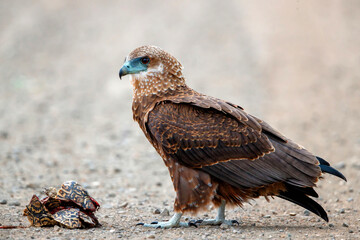 Juvenile bateleur(Terathopius ecaudatus) eating a leopard tortoise in Kruger National Park in South Africa