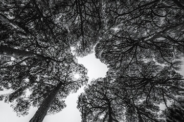 Upwards view of circle of Pine trees