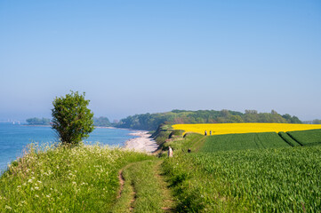 Fototapeta na wymiar Steiküste an der Ostsee bei Bülk an der Kieler Förde zur Rapsblüte im Mai/Juni