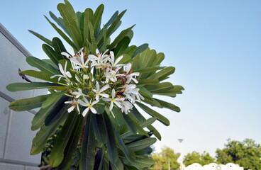 flower in the garden