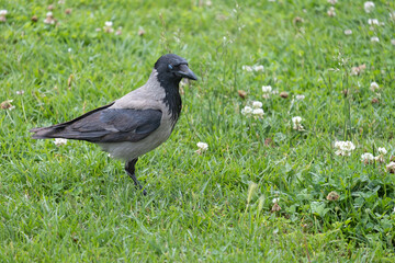 a crow walks on the green grass in the park