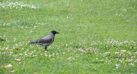 a crow walks on the green grass in the park