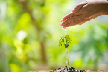 seed and planting concept with female hand watering young tree over green background