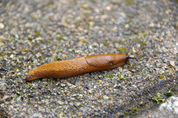 Nacktschnecke