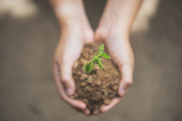 Two hands of the women was carrying a bag of potting seedlings to be planted into the soil
