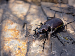 macro black ground beetle