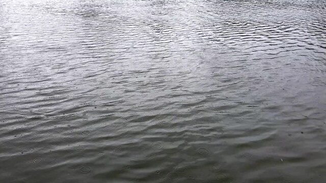 Water circles from drops of heavy pouring rain. The rain falls on the lake. Rain season. Rain in the rainy season. Relax water background