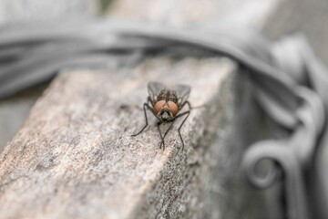 Specimen of common fly in the foreground