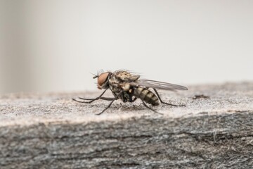 Specimen of common fly in the foreground