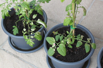 Blätter an Tomaten sind verwelkt