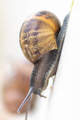 Encapsulated large garden snail, escargot or grapevine snail as mollusc and gastropod uses slime to defend against great heat in summer and hides in its shell in the garden as natural delicious food