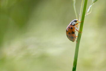 Beautiful black dotted red ladybug beetle climbing in a plant with blurred background and much copy space searching for plant louses to kill them as beneficial organism and useful animal in the garden