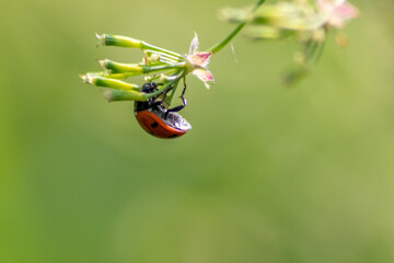 Beautiful black dotted red ladybug beetle climbing in a plant with blurred background and much copy...