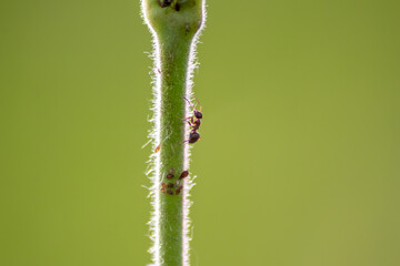 Many garden ants herding plant louses for honeydew production milking them as symbiotic ecosystem...