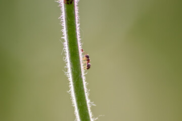 Many garden ants herding plant louses for honeydew production milking them as symbiotic ecosystem and protecting their flock as collaboration and pest control farming of formica rufa and hexapoda