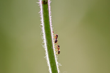 Many garden ants herding plant louses for honeydew production milking them as symbiotic ecosystem and protecting their flock as collaboration and pest control farming of formica rufa and hexapoda